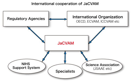 International cooperation of JaCVAM