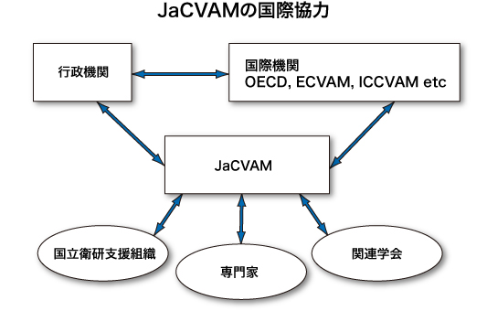 JaCVAMの国際協力